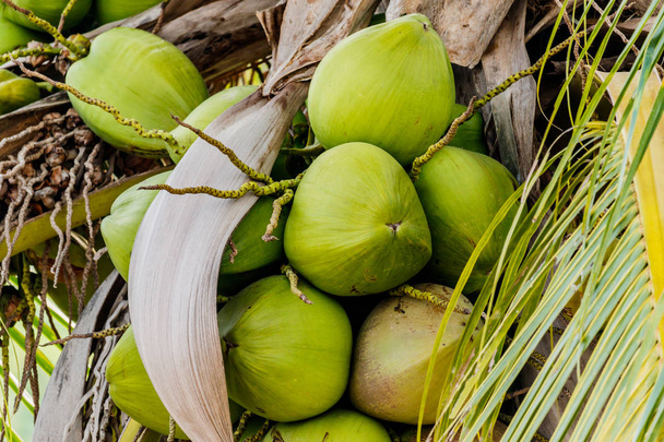 green coconut at tree in garden. - Valokuva, kuva
