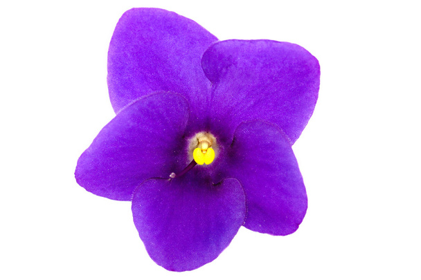 Kukat violetti, Saintpaulia
 - Valokuva, kuva