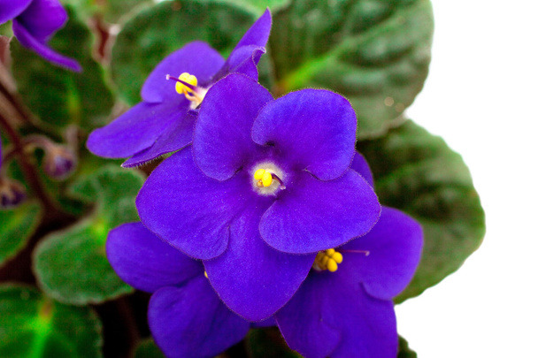 Flores violeta, Saintpaulia isolado em
 - Foto, Imagem