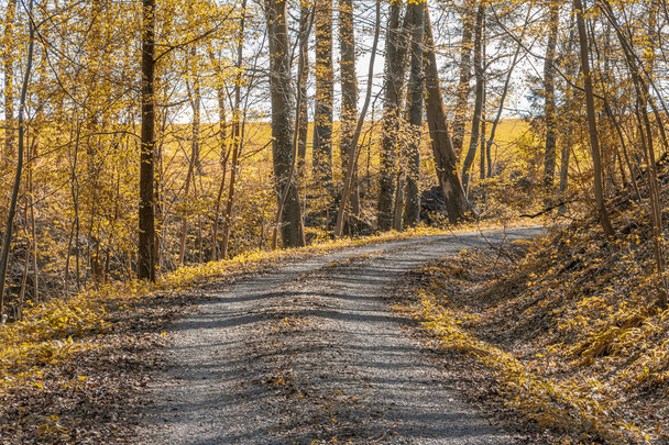 idyllic forest and field path - Fotó, kép