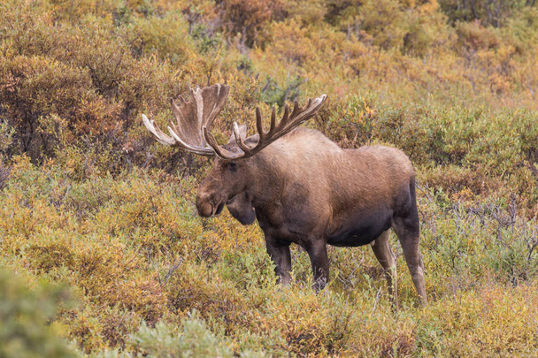 Alaska Yukon Bull Moose - Foto, afbeelding