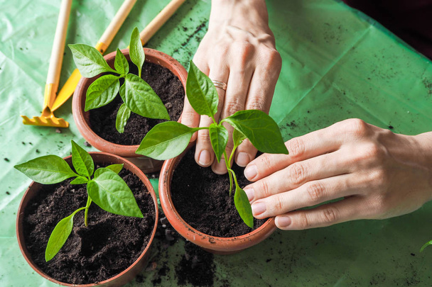 Women's handen worden getransplanteerd de jonge planten in het voorjaar. - Foto, afbeelding