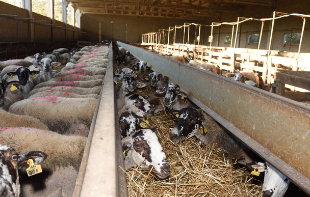 ovce jíst slámy na farmě - Fotografie, Obrázek