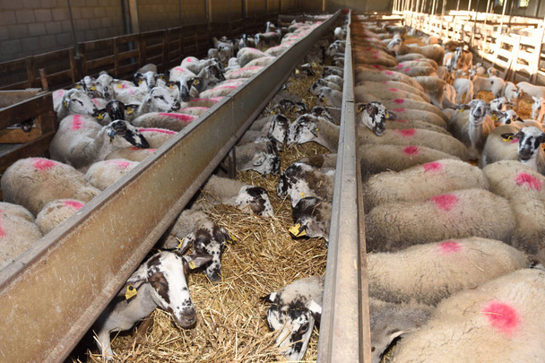 moutons mangeant de la paille dans une ferme
 - Photo, image
