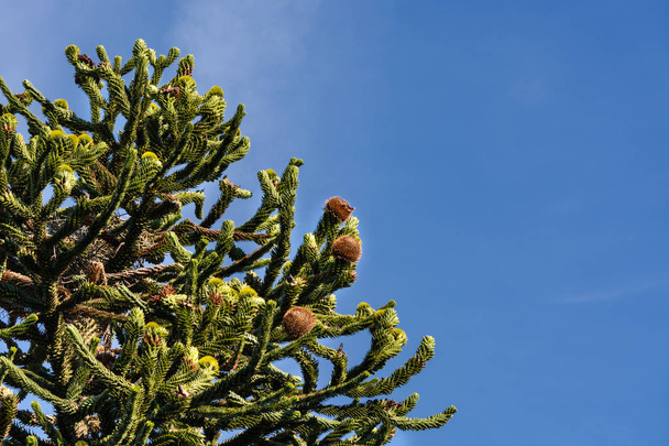 Cono de la Araucaria heterophylla
 - Foto, Imagen
