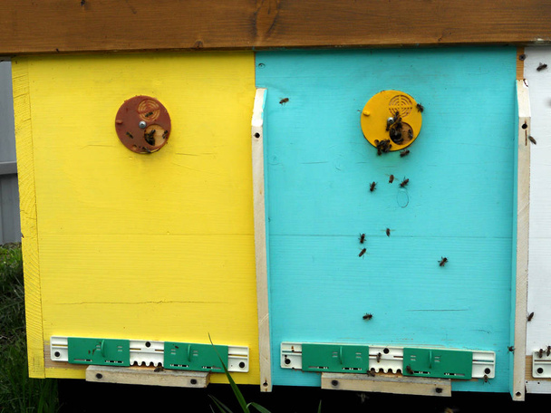 A méhek és a méz - Fotó, kép