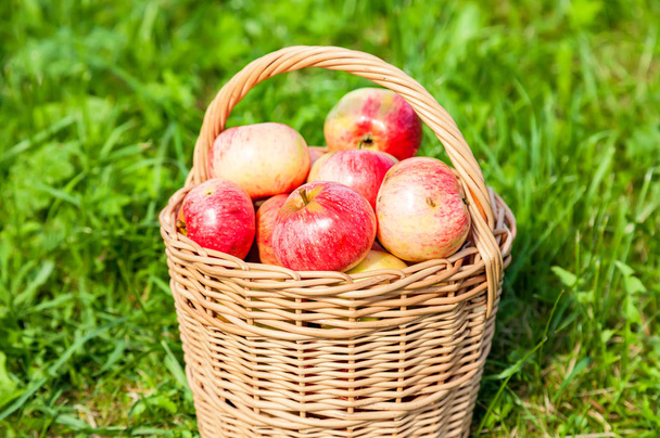 Drewniane Wiklinowy kosz z świeżych dojrzałych jabłek w ogrodzie na Zielona g - Zdjęcie, obraz