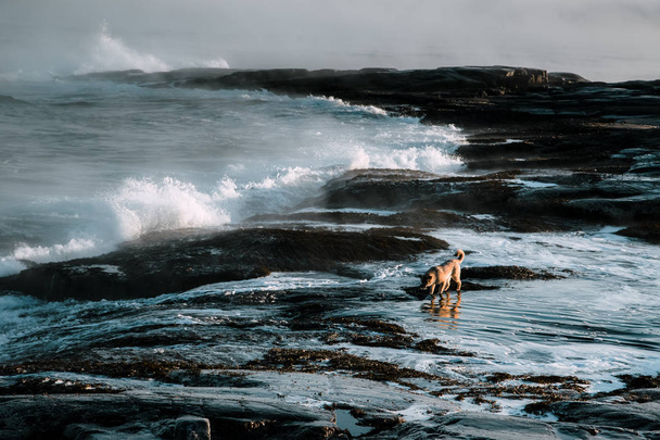 Dogs on northshore at Barents Sea in Arctic Ocean - Foto, Bild
