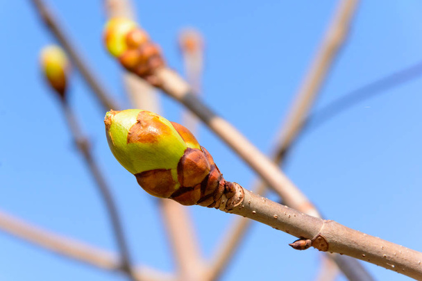 brotos de primavera no galho da árvore - Foto, Imagem