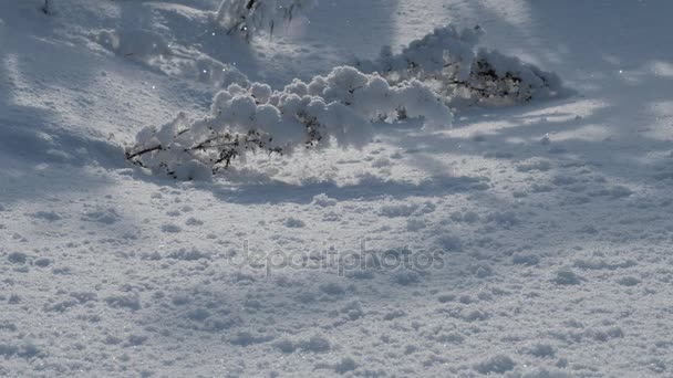 Όμορφο χιόνι που υπάγονται στο φόντο των χιονισμένο φυτά - Πλάνα, βίντεο