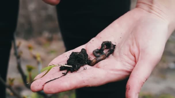 Handen met regenwormen - Video