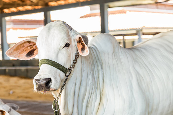 Brazilian Nelore elite cattle in a exposition park - Фото, зображення