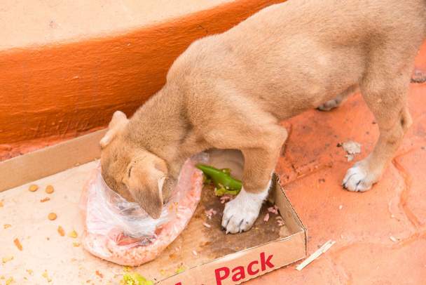 Welpen der obdachlose Hund hat keinen Besitzer, der in wat thang s Futter isst - Foto, Bild