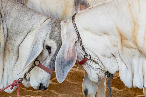 Brasiliano Nelore bestiame d'elite in un parco espositivo
 - Foto, immagini