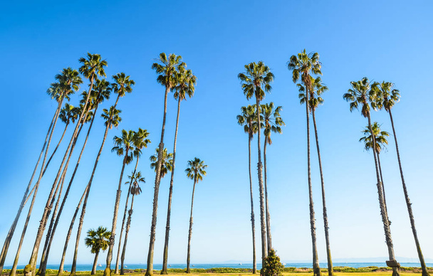 カリフォルニア高いヤシの木、青い空を背景に - 写真・画像