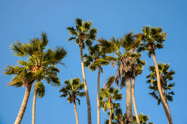 California high palms on the blue sky background - Photo, Image