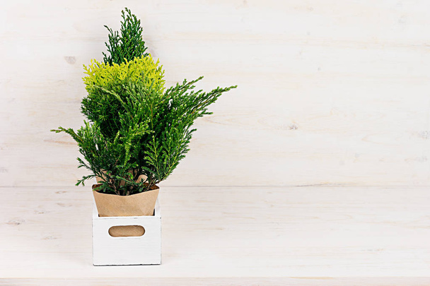 White modern minimalistic interior with young green plants in  box with copy space on beige wood table. - Foto, Imagen