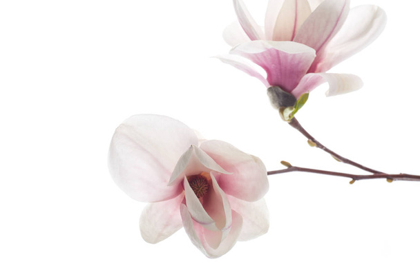 schöne rosa Magnolienblüte - Foto, Bild