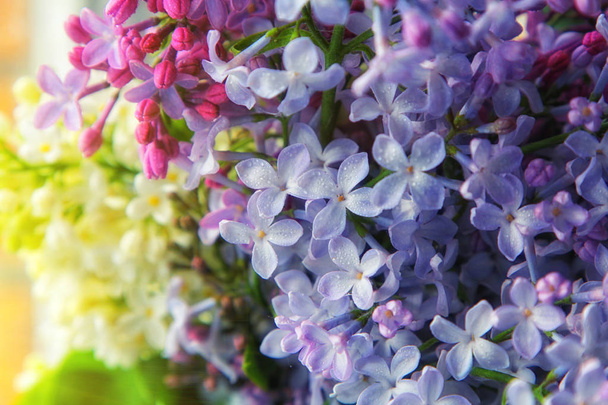 Primer plano de flores violetas lila primavera con gotitas de agua
. - Foto, imagen