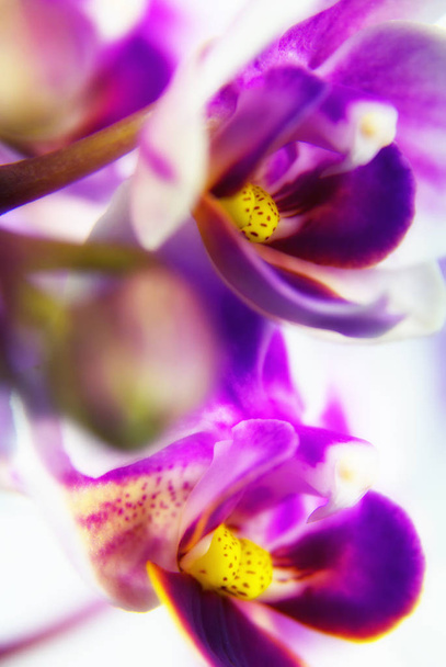 Μακροεντολή εικόνα ορχιδέα λουλούδι - Φωτογραφία, εικόνα