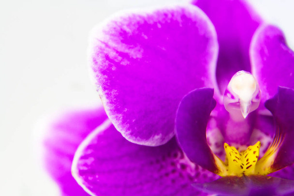 Macro foto van de orchideebloem - Foto, afbeelding