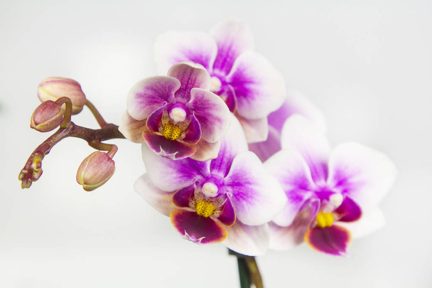 Макрозображення квітки орхідеї
 - Фото, зображення