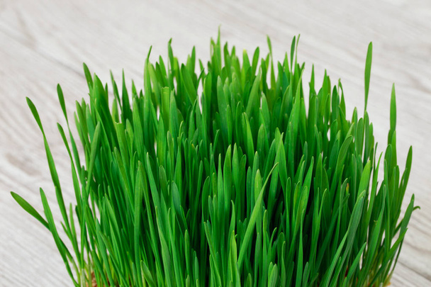 Green wheat sprouts - Zdjęcie, obraz