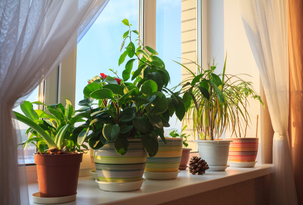 Кімнатні зелені рослини на вікні
 - Фото, зображення