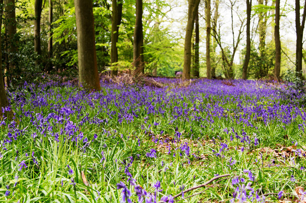 Blauglocken wachsen auf einem englischen Waldboden - Foto, Bild
