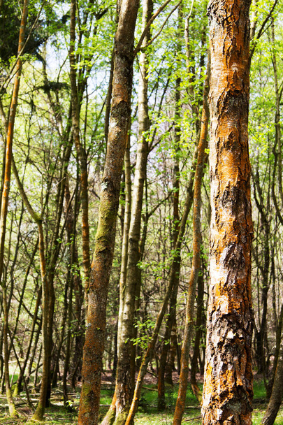 Angielski woodland budzenia się do życia na wiosnę - Zdjęcie, obraz