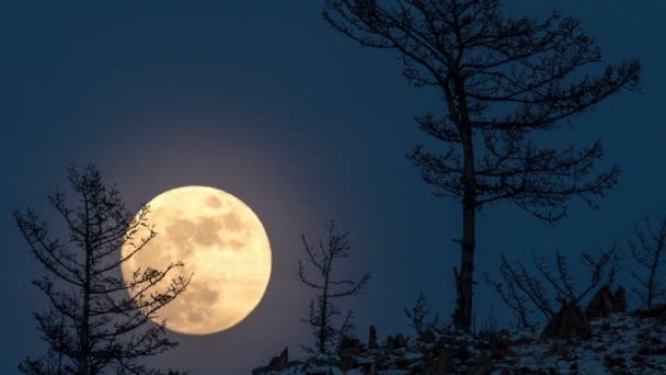 Noc czas wygaśnięcia duże pełne jasny księżyc wznosi się z góry hill w niebo. - Materiał filmowy, wideo