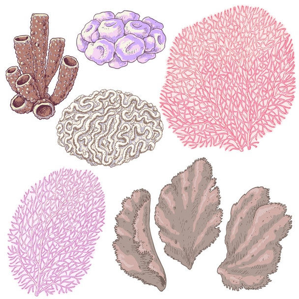 Colored Corals Set - Vector, Imagen