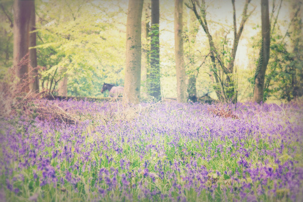 Bluebells poussant sur un sol boisé anglais
 - Photo, image