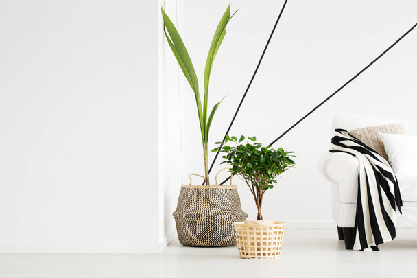 Plants in room - Foto, Bild