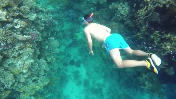 Hombre buceando con máscara y snorkel bajo el agua en movimiento de siembra
. - Metraje, vídeo