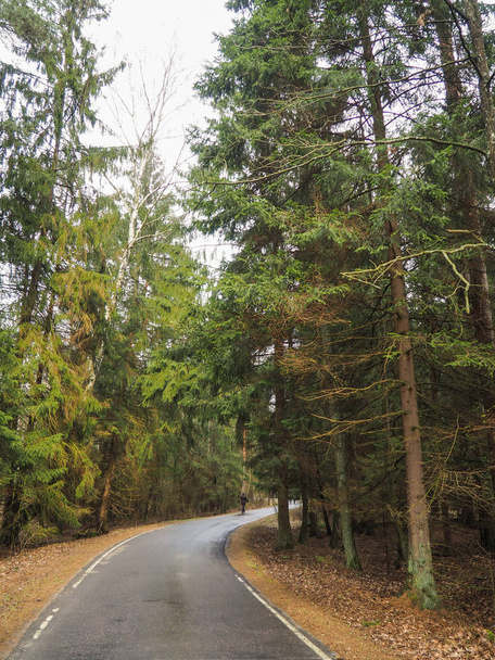 ビャウォヴィエジャの森の Bueauty - 写真・画像