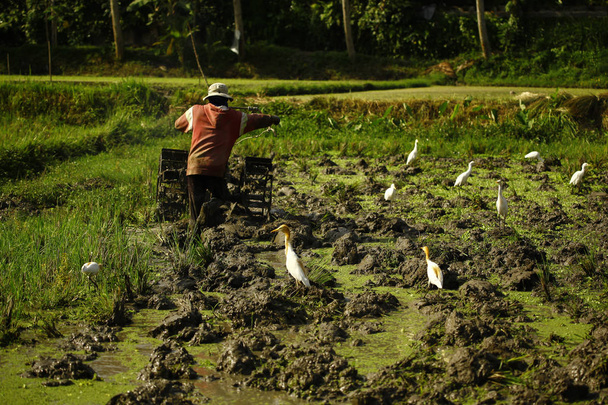 Agriculteur travaillant dans une plantation de riz
 - Photo, image