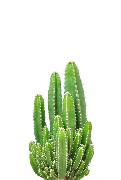 Cactus isolated on white background - Valokuva, kuva