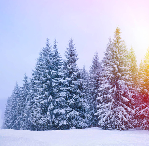 Christmas winter landscape, spruce and pine trees - Foto, Imagen