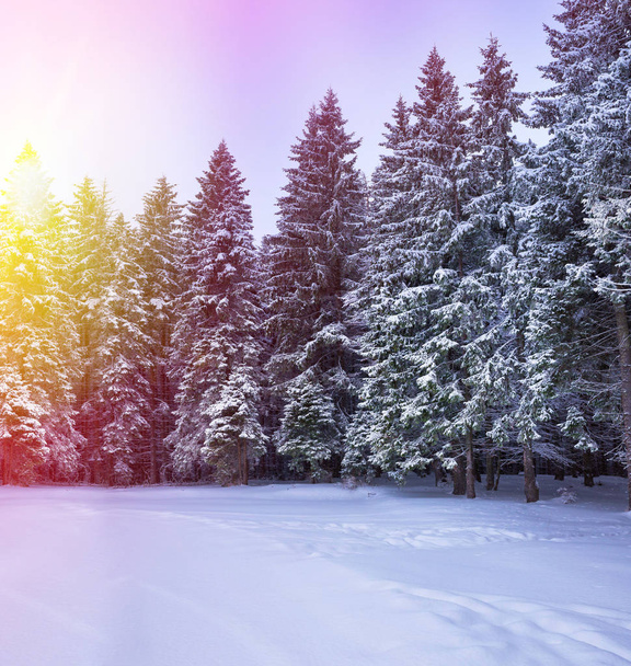Christmas winter landscape, spruce and pine trees - 写真・画像