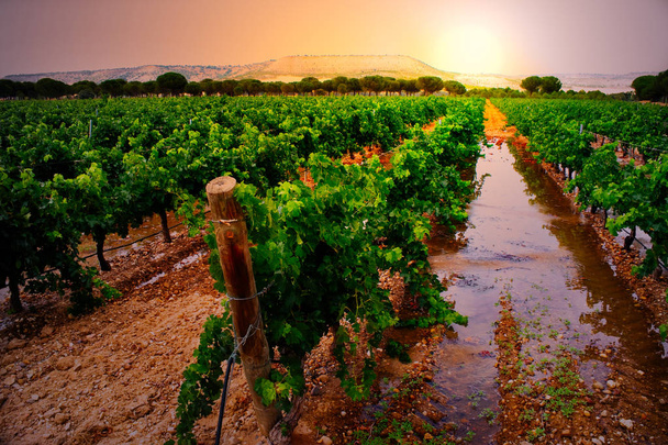 Vineyard in "Ribera del Duero"  - Foto, Imagen