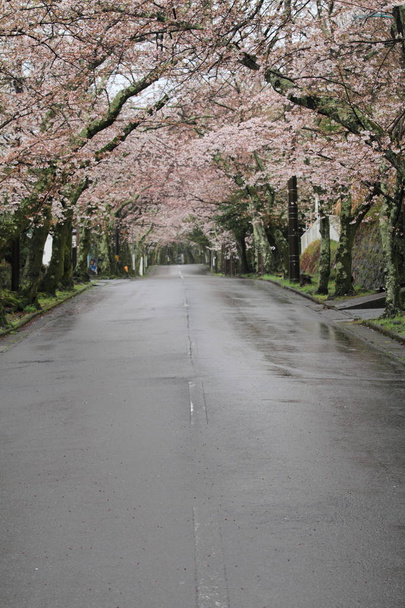 A cseresznye virágok Izu highland, Shizuoka, Japán (esős alagút) - Fotó, kép
