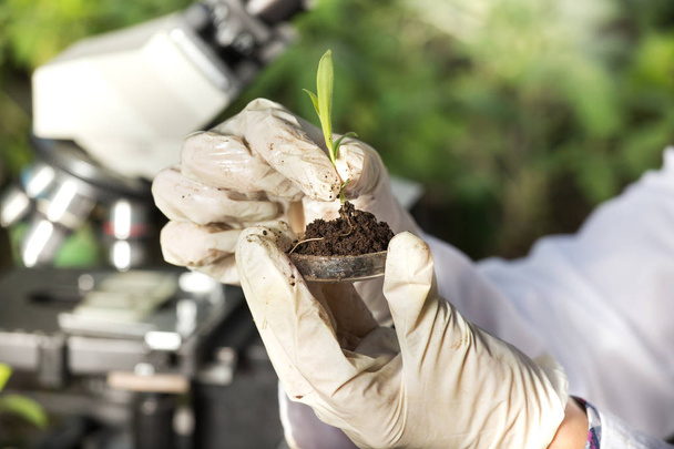 Wetenschapper bedrijf sprout boven petrischaal - Foto, afbeelding
