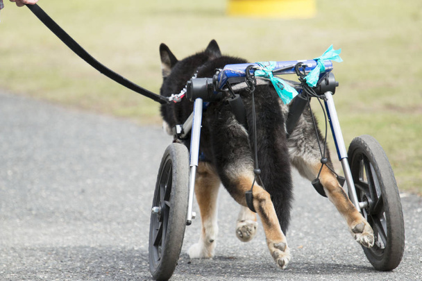 Perro discapacitado pasea con ruedas
 - Foto, Imagen