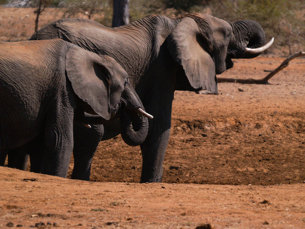 Filler su arayışı içinde Kuru su birikintisinin yaklaşım. - Fotoğraf, Görsel