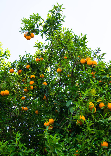 oranger. fruits du jardin
 - Photo, image
