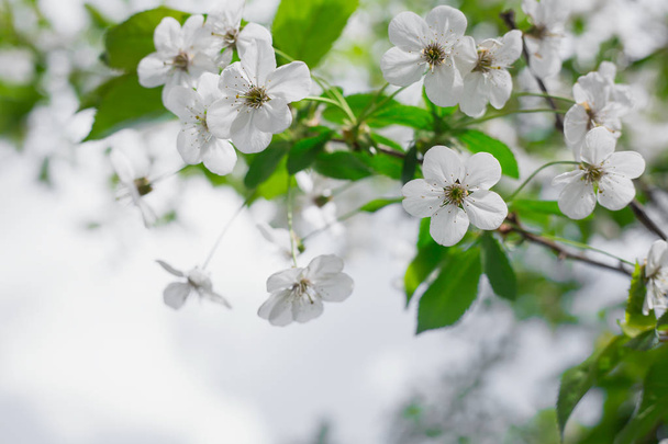 Florecimiento primaveral de cerezo
 - Foto, Imagen