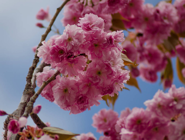 Branch of blossoming pink sakura with blu sky how background - Photo, Image