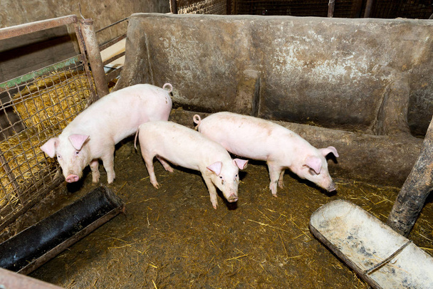 Criar cerdos en la granja. Gripe porcina
. - Foto, Imagen