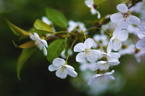 Jardín de primavera de albaricoques florecientes
 - Foto, Imagen